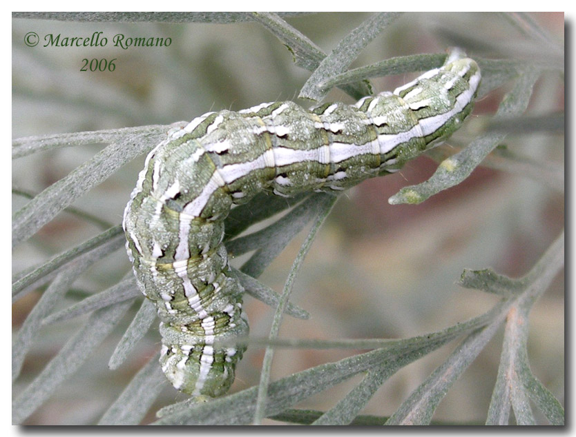 Un bruco di Cucullia sull'' Artemisia arborescens